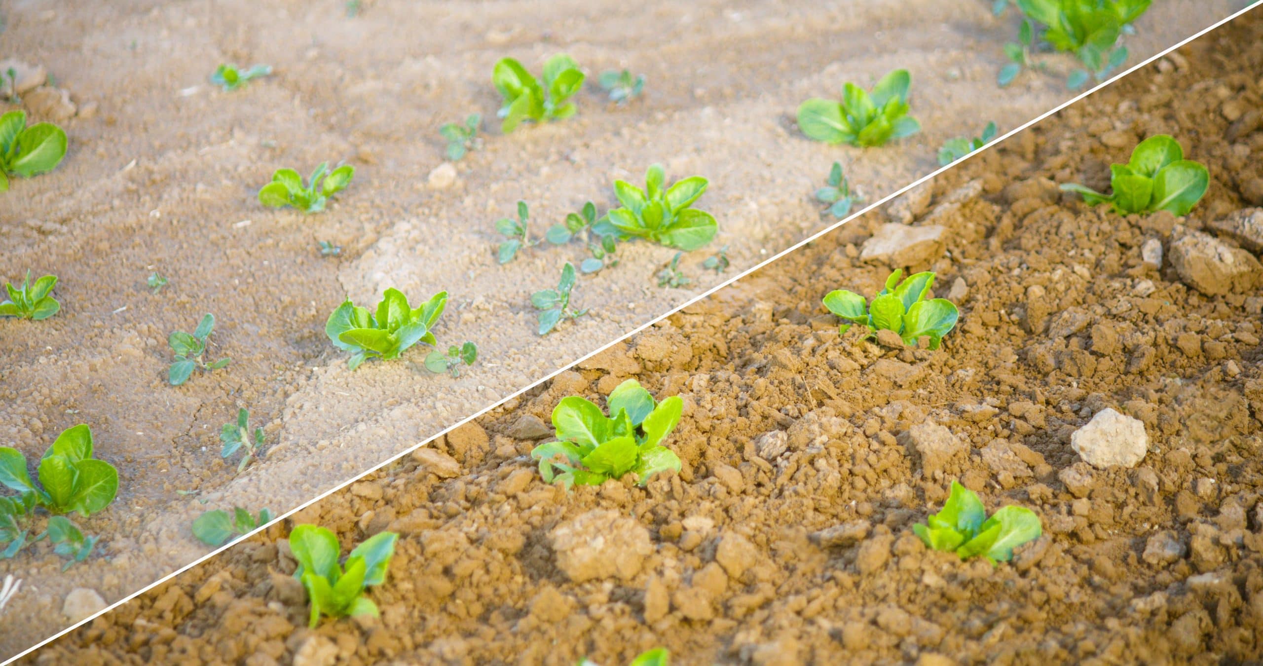 Before and after of a field with using the Smart Cultivator