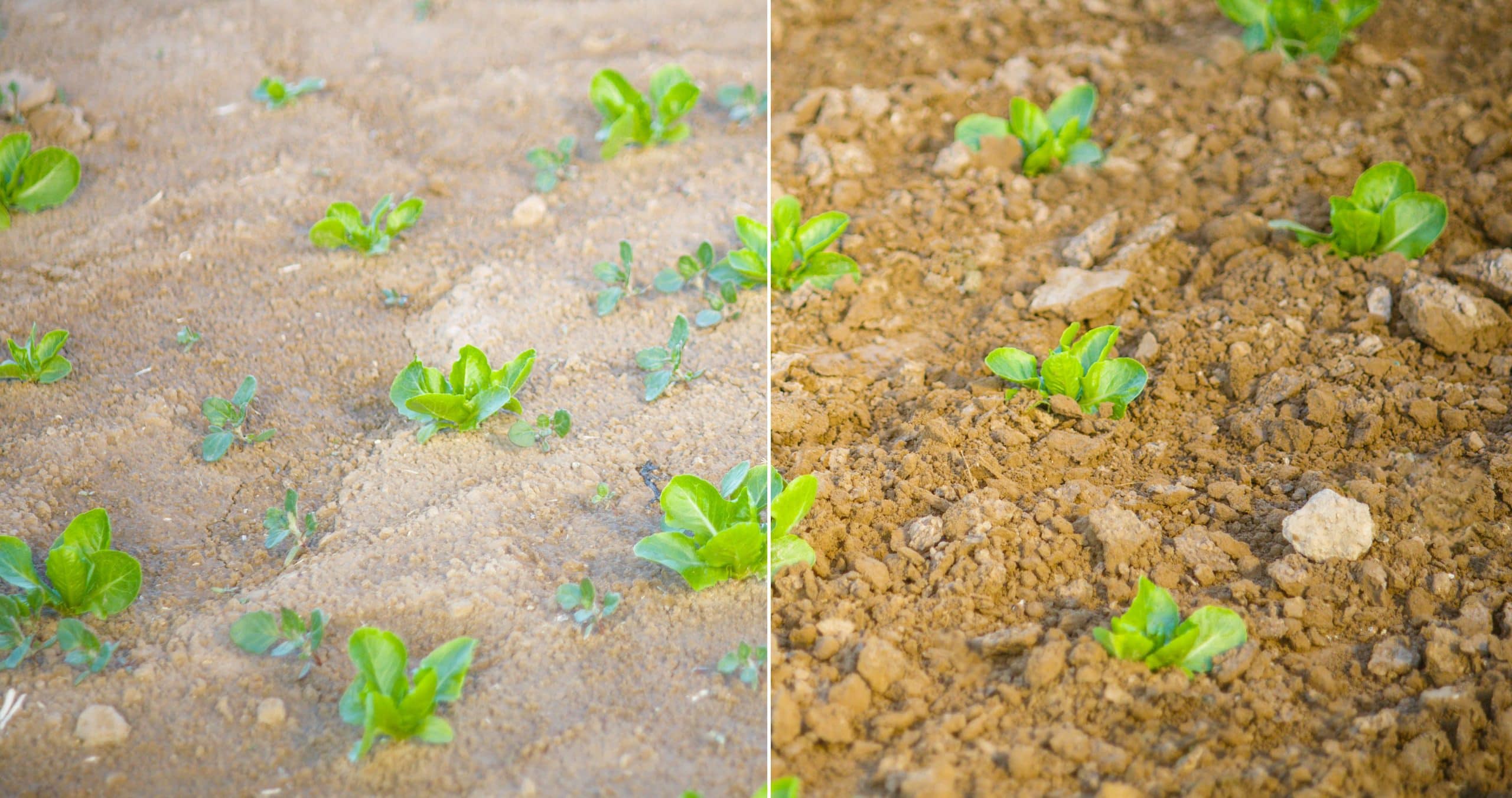 SAT_Before-After-Split-6 before and after weeds image